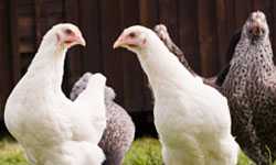 Avian influenza A viruses are very contagious among birds.
