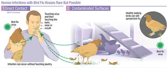 Avian Influenza A Virus Infections in Humans