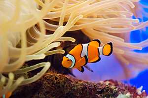 Clownfish swimming near an anemone.