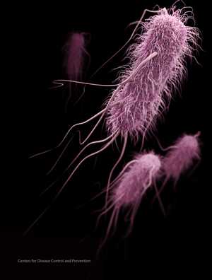 Medical illustration of carbapenem-resistant Enterobacteriaceae