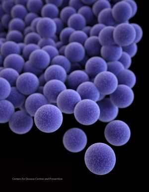 Medical illustration of methicillin-resistant Staphylococcus aureus (MRSA).