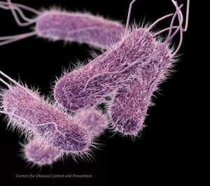 Medical illustration of Salmonella Typhi.