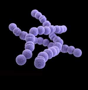 Medical illustration of Streptococcus pyogenes.