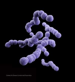 Medical illustration of Streptococcus agalactiae.