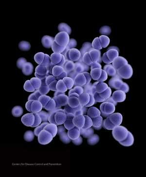 Medical illustration of Enterococcus