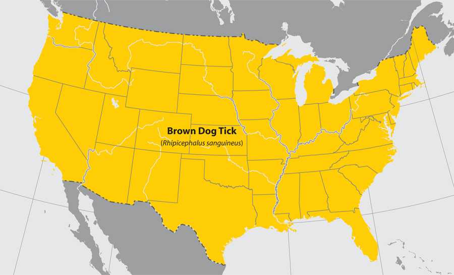 Map of the United States showing approximate distribution of the Brown dog tick.  The entire United States is affected. 