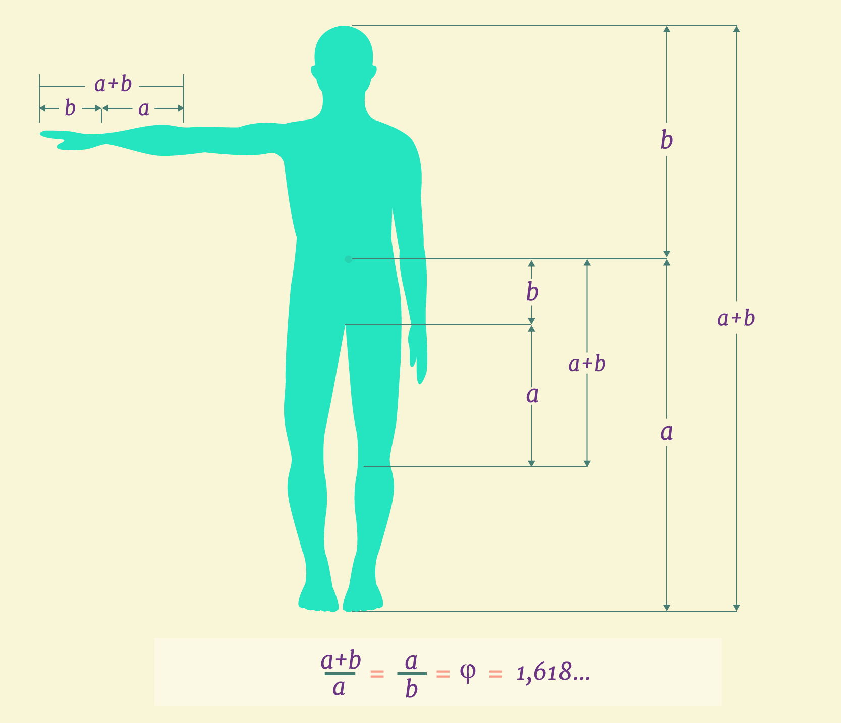 Silueta humana con medidas que conservan la proporción áurea