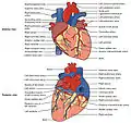 The human heart viewed from the front and from behind