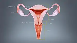 Different regions of Uterus displayed & labelled using a 3D medical animation still shot