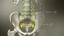 3D Medical Animation still shot of Lumbosacral Plexus