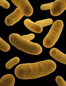 "Yersinia enterocolitica" colonies growing on XLD agar plates