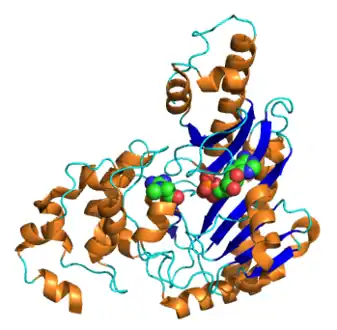 Creatine kinase