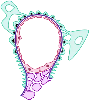 Acute Glomerulonephritis.