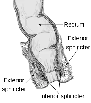 A cutaway anatomical diagram depicting the sigmoid colon, rectum, and anal canal.