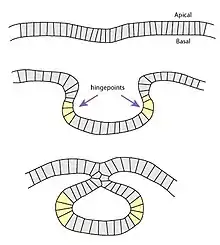 apical constriction during neurulation.