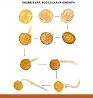 Ascaris egg, incubation process: The Ascaris egg incubation process consists in placing the egg in a controlled environment, at 26 °C during 28 days, in acidic conditions. This process allows for evaluation of an egg to determine if it is viable or not, by watching the bipartition of the nucleus, and the growth of the larva.