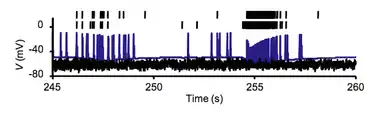 Trace of oxytocin-sensitive neuron showing a few bursts as extremely dense collection of spikes in voltage