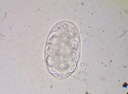 Hookworm egg