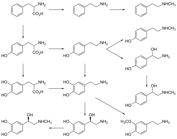 Graphic of catecholamine and trace amine biosynthesis