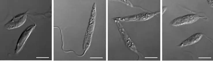 L. mexicana promastigotes, differential interference contrast