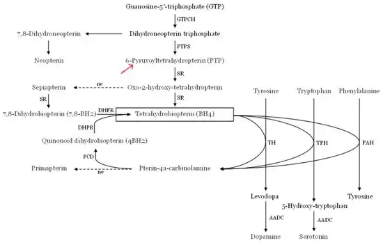 The metabolic pathway of tetrahydrobiopterin (PTPS, 6-pyruvoyltetrahydropterin synthase)