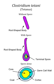 Clostridium tetani is durable due to its endospores. Pictured is the bacterium alone, with a spore being produced, and the spore alone.