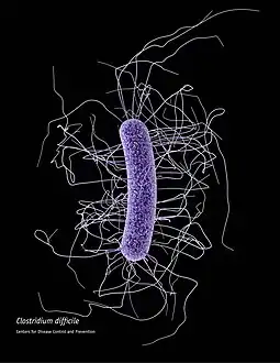 Clostridium difficile