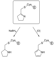 Figure 2 Experimental Evidence for Eflornithine End Product