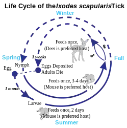 Deer tick life cycle