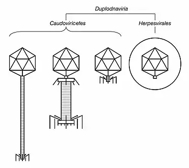 Illustrated sample of Duplodnaviria virions