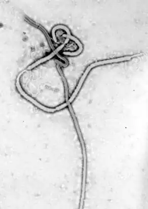 Ebola virus