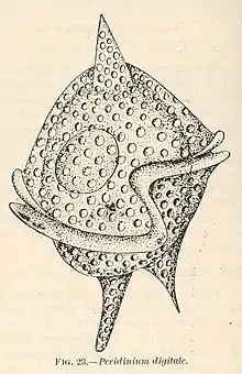 Peridinium digitale