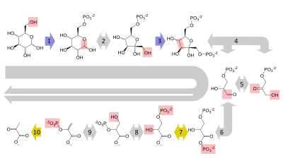 A summary pathway diagram of glycolysis, showing the multi-step conversion of glucose to pyruvate. Each step in the pathway is catalysed by a unique enzyme.