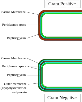 Gram-positive and gram-negative cell wall structure