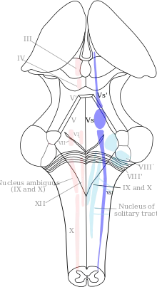 Diagram of the brainstem