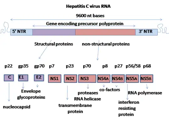 Genome organisation of hepatitis C virus