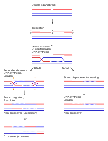 HR schematic diagram