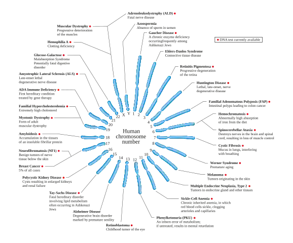 Diagram featuring examples of a disease located on each chromosome