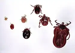 Tick Ixodes ricinus, developmental stages