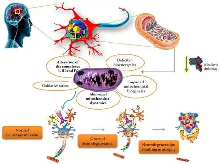 Riboflavin deficiency leading to mitochondrial oxidative stress-mediated neurodegeneration