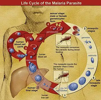 Life cycle of a species that infects humans