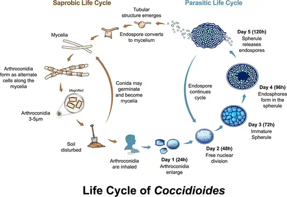 Both Coccidioides species share the same asexual life cycle, switching between saprobic (on left) and parasitic (on right) life stages.