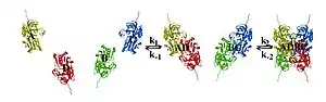 two protein subunits bind to form a dimer. Two dimers then bind to form the final tetramer.