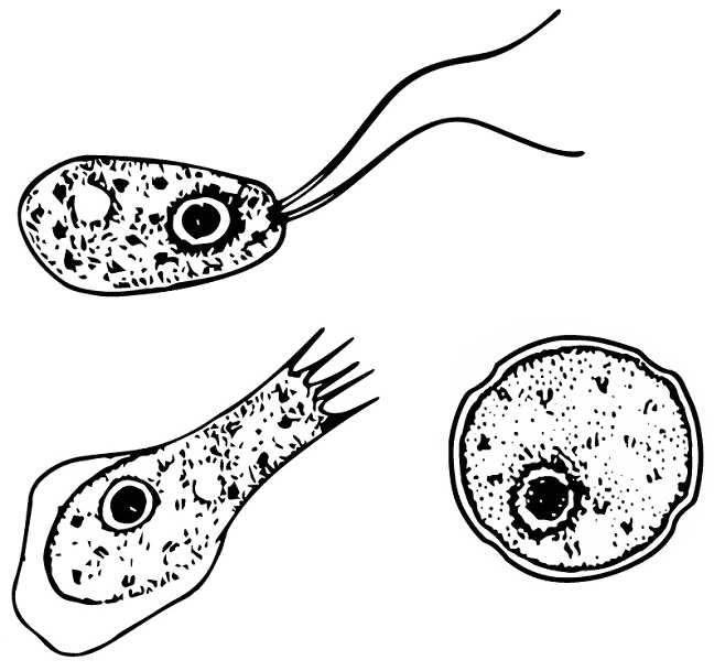 Different stages of "Naegleria fowleri"