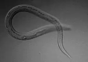 A larva under a microscope resembling a worm with one end across the other