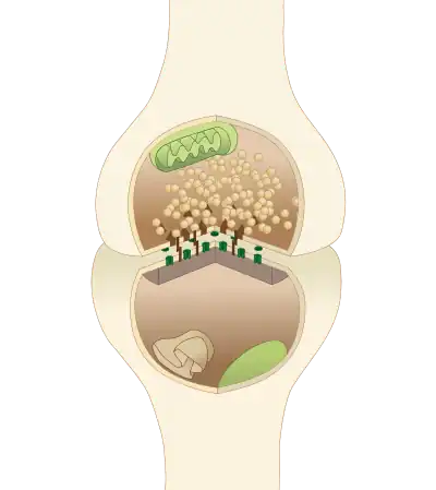 An illustrated chemical synapse