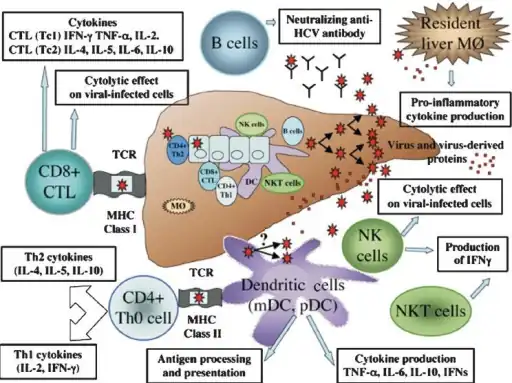 Immune response in viral hepatitis C involves both the innate and adaptive immune system