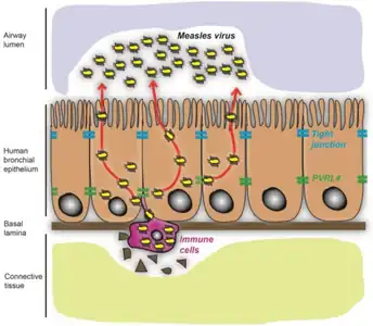 Entry and release of measles virus in human bronchial epithelium