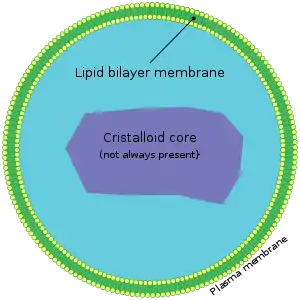 Peroxisome (this condition affects the peroxisome, causing peroxisome biogenesis disorders.)