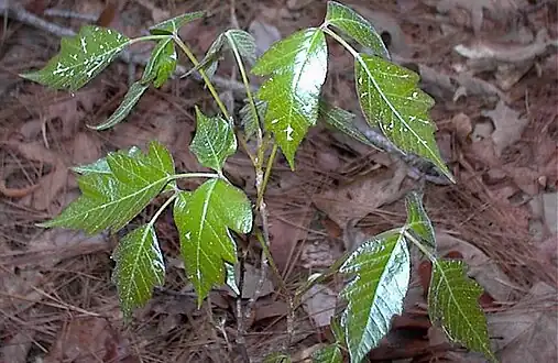 Toxicodendron pubescens (Atlantic poison oak), one of a large number of species containing urushiol irritants.